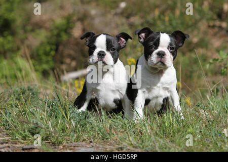 Französische Bulldogge Hund / Bouledogue Français zwei Erwachsene und Welpen schwarz und weiß zu sitzen Stockfoto