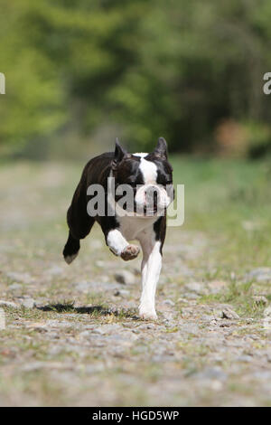 Hund Boston Terrier adult Erwachsene schwarz mit weißen Lauffläche Stockfoto