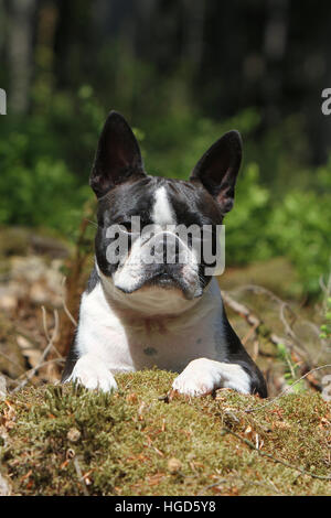 Hund Boston Terrier Erwachsenen liegen (weiß und gestromt) Stockfoto