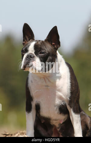 Hund Boston Terrier adult (weiß und gestromt) sitzen Stockfoto