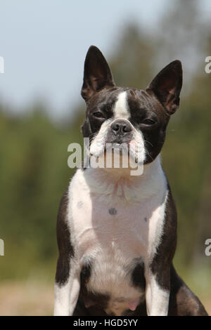 Hund Boston Terrier adult (weiß und gestromt) sitzen Stockfoto