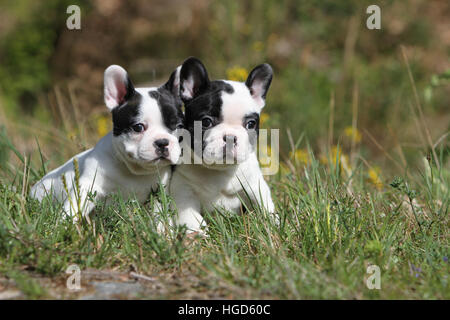 Französische Bulldogge Hund / Bouledogue Français zwei Welpen schwarz / weiß liegend Stockfoto
