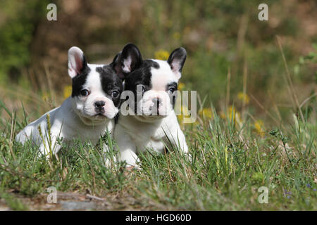 Französische Bulldogge Hund / Bouledogue Français zwei Welpen schwarz / weiß liegend Stockfoto