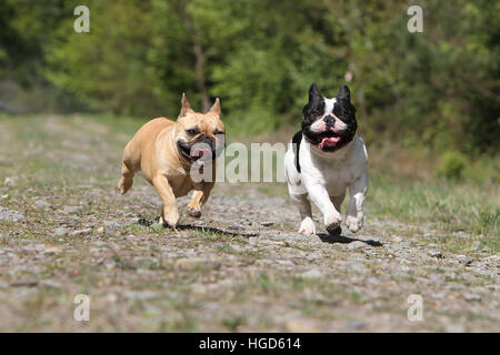 Französische Bulldogge Hund / Bouledogue Français zwei Erwachsene schwarz und weiß, fawn läuft Stockfoto