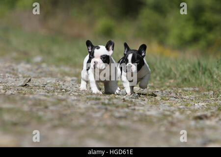 Französische Bulldogge Hund / Bouledogue Français zwei Welpen schwarz und weiß zu laufen Stockfoto
