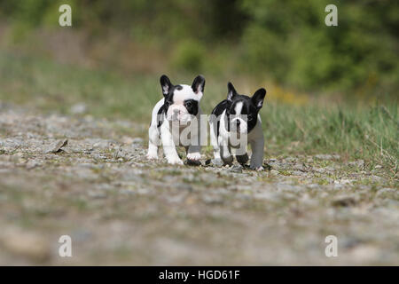 Französische Bulldogge Hund / Bouledogue Français zwei Welpen schwarz und weiß zu laufen Stockfoto