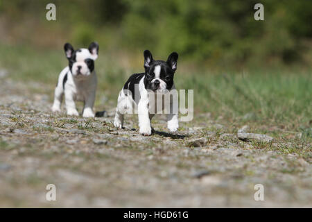 Französische Bulldogge Hund / Bouledogue Français zwei Welpen schwarz und weiß zu laufen Stockfoto