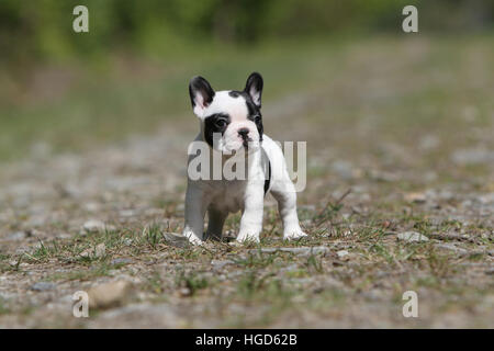 Französische Bulldogge Hund / Bouledogue Français Pied Welpen stehen Gesicht schwarz und weiß Stockfoto