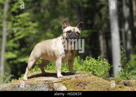 Französische Bulldogge Hund / Bouledogue Français Erwachsenen stehen auf einem Baum Kitz-Profil Stockfoto