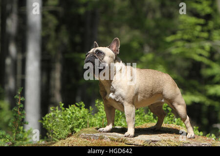 Französische Bulldogge Hund / Bouledogue Français Erwachsenen stehen auf einem Baum Kitz-Profil Stockfoto