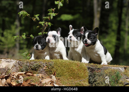 Französische Bulldogge Hund / Bouledogue Français vier Quatre 4 Welpen Welpen auf einem Baum stumpf auf einem Holz Log Wald schwarz / weiß Stockfoto