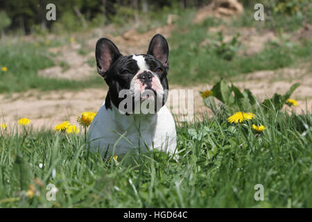 Französische Bulldogge Hund / Bouledogue Français Erwachsenen sitzen auf einer Wiesenblumen Stockfoto