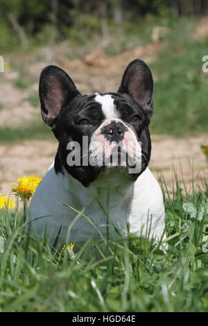 Französische Bulldogge Hund / Bouledogue Français Erwachsenen sitzen auf einer Wiesenblumen Stockfoto