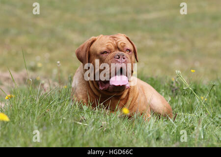 Hund Dogge de Bordeaux / Bordeaux-Dogge Erwachsenen liegen auf der Wiese Stockfoto