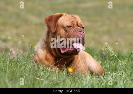 Hund Dogge de Bordeaux / Bordeaux-Dogge Erwachsenen liegen auf der Wiese Stockfoto
