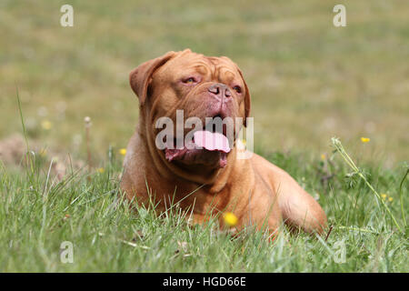 Hund Dogge de Bordeaux / Bordeaux-Dogge Erwachsenen liegen auf der Wiese Stockfoto