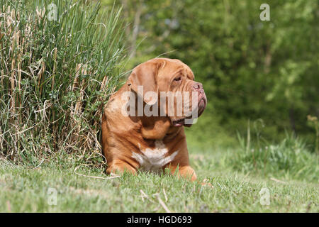 Hund Dogge de Bordeaux / Bordeaux-Dogge Erwachsenen liegen auf der Wiese Stockfoto