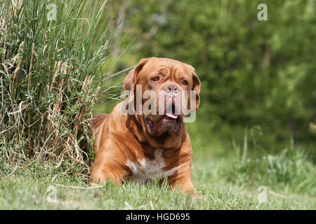 Hund Dogge de Bordeaux / Bordeaux-Dogge Erwachsenen liegen auf der Wiese Stockfoto