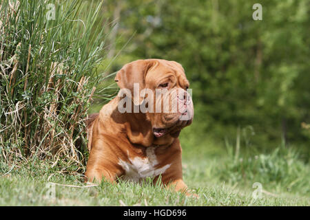 Hund Dogge de Bordeaux / Bordeaux-Dogge Erwachsenen liegen auf der Wiese Stockfoto