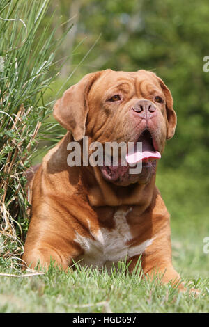 Hund Dogge de Bordeaux / Bordeaux-Dogge Erwachsenen liegen auf der Wiese Stockfoto