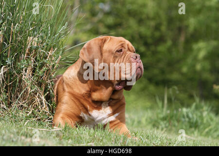 Hund Dogge de Bordeaux / Bordeaux-Dogge Erwachsenen liegen auf der Wiese Stockfoto