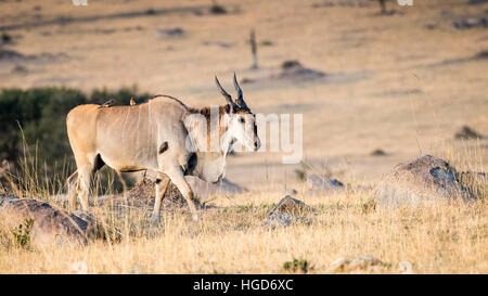 Gemeinsame Eland (Tauro Oryx) männlich Stockfoto