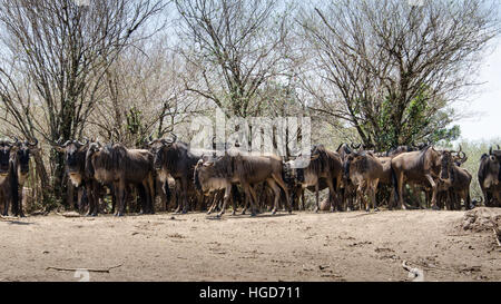 Gnus, weißen bärtigen gestromt oder blau (Connochaetes Taurinus) Stockfoto