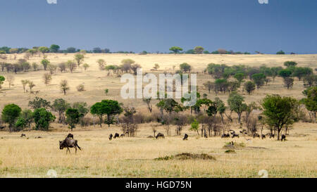 Gnus, weißen bärtigen gestromt oder blau (Connochaetes Taurinus) Stockfoto