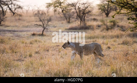 Löwin (Panthera Leo) zu Fuß durch Grass Stockfoto