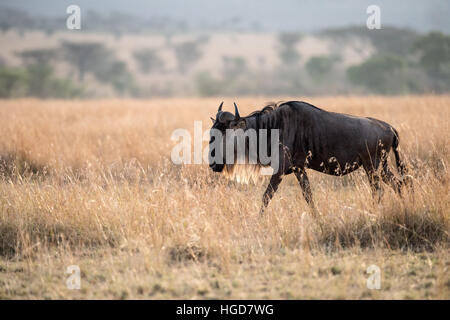 Gnus, weißen bärtigen gestromt oder blau (Connochaetes Taurinus) Stockfoto