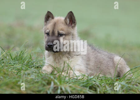 Hund Hunde Grönland / Welpen in einer Wiese liegen Stockfoto