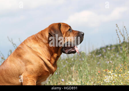 Tosa Inu / japanischer Mastiff adult Porträt Hund Stockfoto