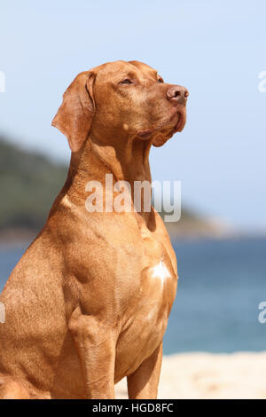 Magyar Vizsla Hund / ungarische Zeiger kurzhaarigen adult Porträt Stockfoto