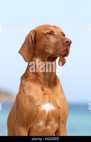 Magyar Vizsla Hund / ungarische Zeiger kurzhaarigen adult Porträt Stockfoto