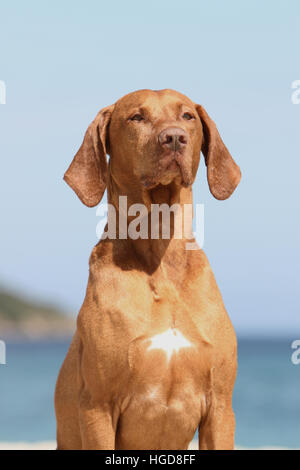 Magyar Vizsla Hund / ungarische Zeiger kurzhaarigen adult Porträt Stockfoto