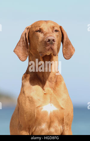 Magyar Vizsla Hund / ungarische Zeiger kurzhaarigen adult Porträt Stockfoto
