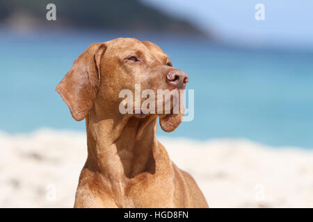 Magyar Vizsla Hund / ungarische Zeiger kurzhaarigen adult Porträt Stockfoto