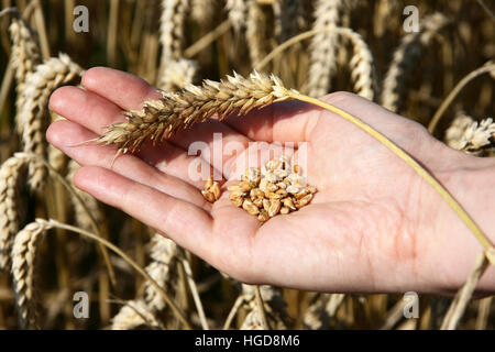 Ein Weizenfeld und eine weibliche Hand Weizen und ein Weizen Stengel. Stockfoto