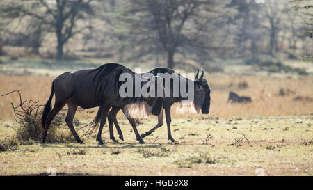 Gnus, weißen bärtigen gestromt oder blau (Connochaetes Taurinus) Stockfoto