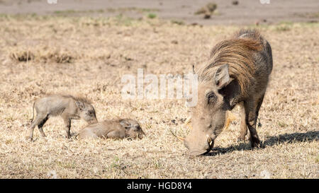 Gemeinsamen Warzenschwein (Phacochoerus Africanus) Stockfoto