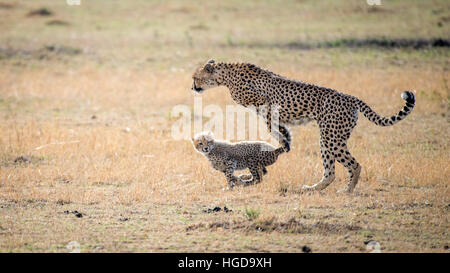 Geparden (Acinonyx Jubatus) und Cub laufen Stockfoto