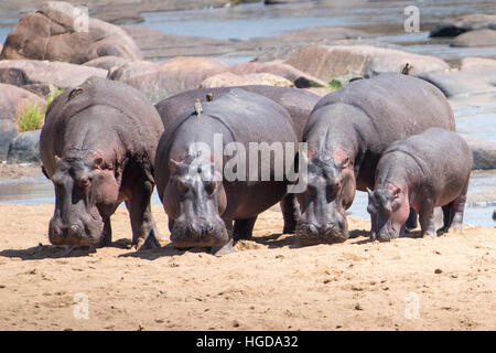 Flusspferd (Hippopotamus Ampibius) Stockfoto