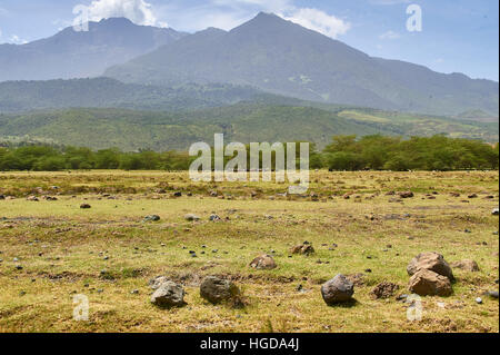 Massai Beweidung an der Nord-östlichen Seite des Mount Meru, Tansania Stockfoto