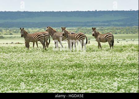 Zebras crossing die Olduvai-Ebene in der Nähe von Serengeti, bedeckt mit weißen Blüte Rasen Stockfoto