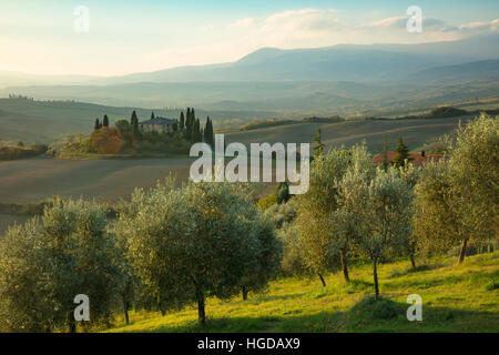 Am frühen Morgen über Olivenhain und das Belvedere in der Nähe von San Quirico d ' Orcia, Toskana, Italien Stockfoto