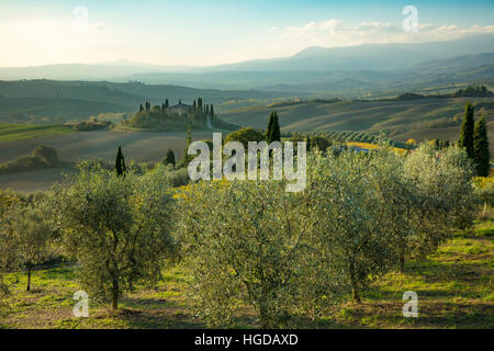 Am frühen Morgen über Olivenhain und das Belvedere in der Nähe von San Quirico d ' Orcia, Toskana, Italien Stockfoto