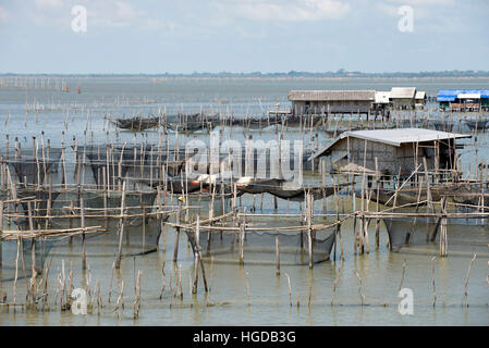 Thailand, Songkhla, Koh Yo, ländlichem Bauernhof Süßwasser Fischzucht Stockfoto