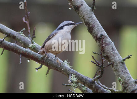 Kleiber auf Ast im Garten Stockfoto