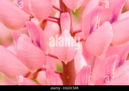 großen rotblättrige Lupine, Lupinus Polyphyllus, Schweiz Stockfoto