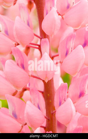 großen rotblättrige Lupine, Lupinus Polyphyllus, Schweiz Stockfoto